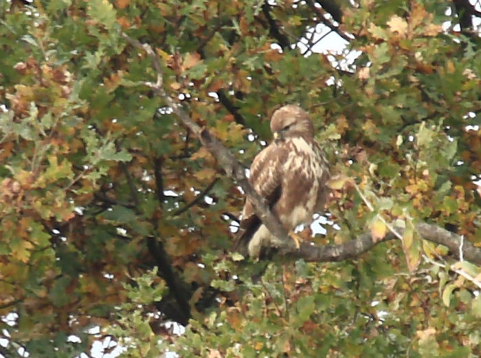 Falco di palude